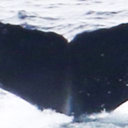 Fluke of HW-MN1303029