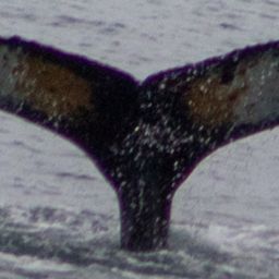 Fluke of HW-MN1303033
