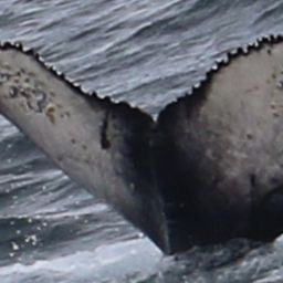 Fluke of HW-MN1303036