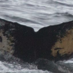 Fluke of HW-MN1303055