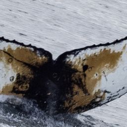 Fluke of HW-MN1303059