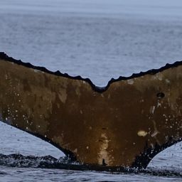 Fluke of HW-MN1303070