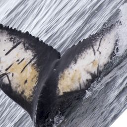 Fluke of HW-MN1303108