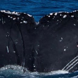 Fluke of CRC-15168