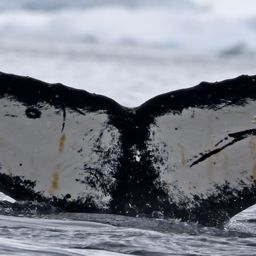 Fluke of HW-MN1303116