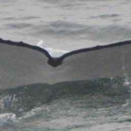 Fluke of HW-MN1303120