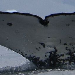 Fluke of HW-MN1303129
