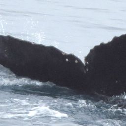 Fluke of HW-MN1303145