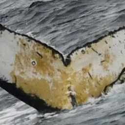Fluke of HW-MN1303154