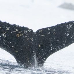 Fluke of HW-MN1303157