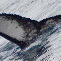 Fluke of HW-MN1303160