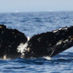 Fluke of HW-MN1303176