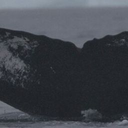 Fluke of HW-MN1303184
