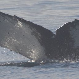 Fluke of HW-MN1303190