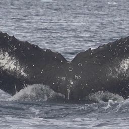 Fluke of HW-MN1303192