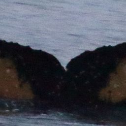 Fluke of HW-MN1303194