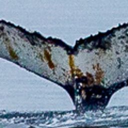 Fluke of HW-MN1303195