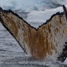 Fluke of HW-MN1303197