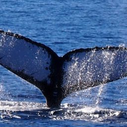 Fluke of PWF-NP_2743