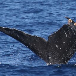 Fluke of SEAK-5507