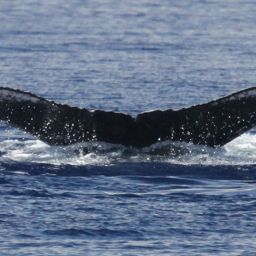 Fluke of PWF-NP_2741
