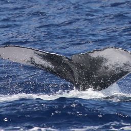 Fluke of PWF-NP_2761