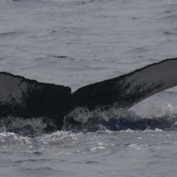Fluke of PWF-NP_2760