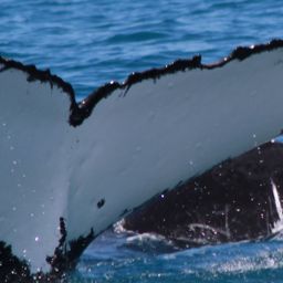 Fluke of HW-MN1101720