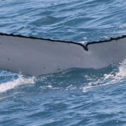 Fluke of HW-MN1101728
