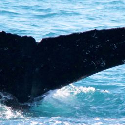 Fluke of HW-MN1101730