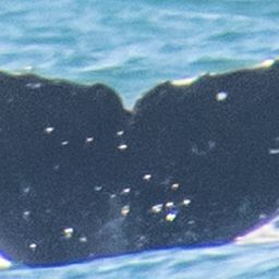 Fluke of CRC-19088
