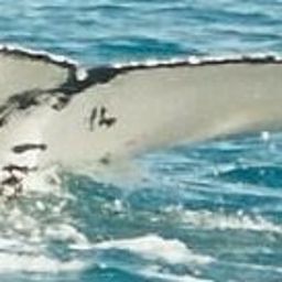 Fluke of PANAMA