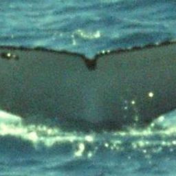 Fluke of RIO BRANCO