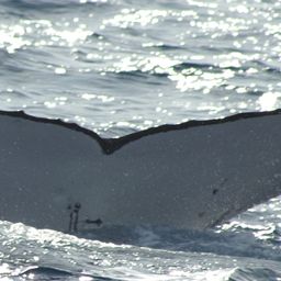 Fluke of LANI
