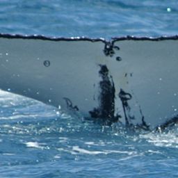 Fluke of HW-MN1101776