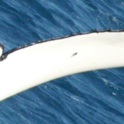 Fluke of CLOTHO
