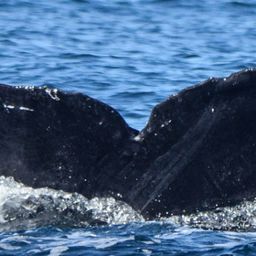 Fluke of CRC-16107