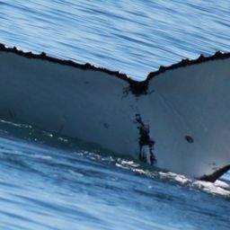 Fluke of HW-MN1101839