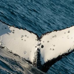 Fluke of HW-MN1101844