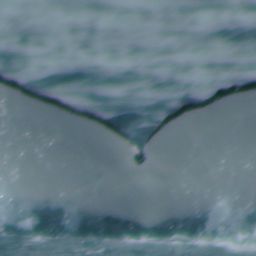 Fluke of WA0141