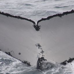 Fluke of CLIPPER