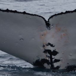 Fluke of HW-MN1101913