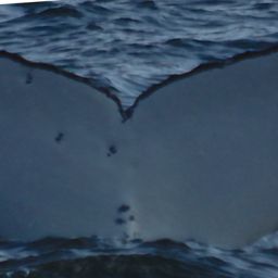Fluke of HW-MN1101919