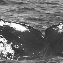Fluke of CRC-12446