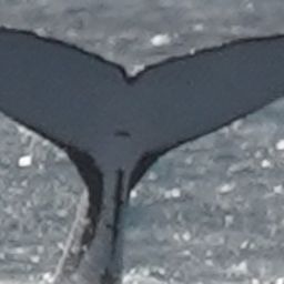 Fluke of TRINITY