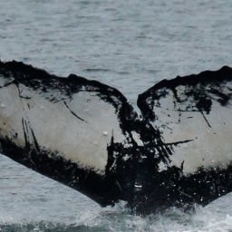 Fluke of Viking