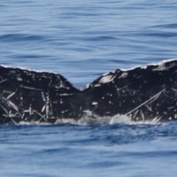 Fluke of Willy II