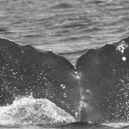 Fluke of CRC-12107