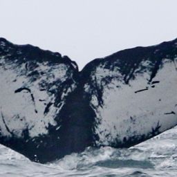 Fluke of CRC-11337