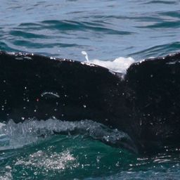 Fluke of Hurley the Humpback